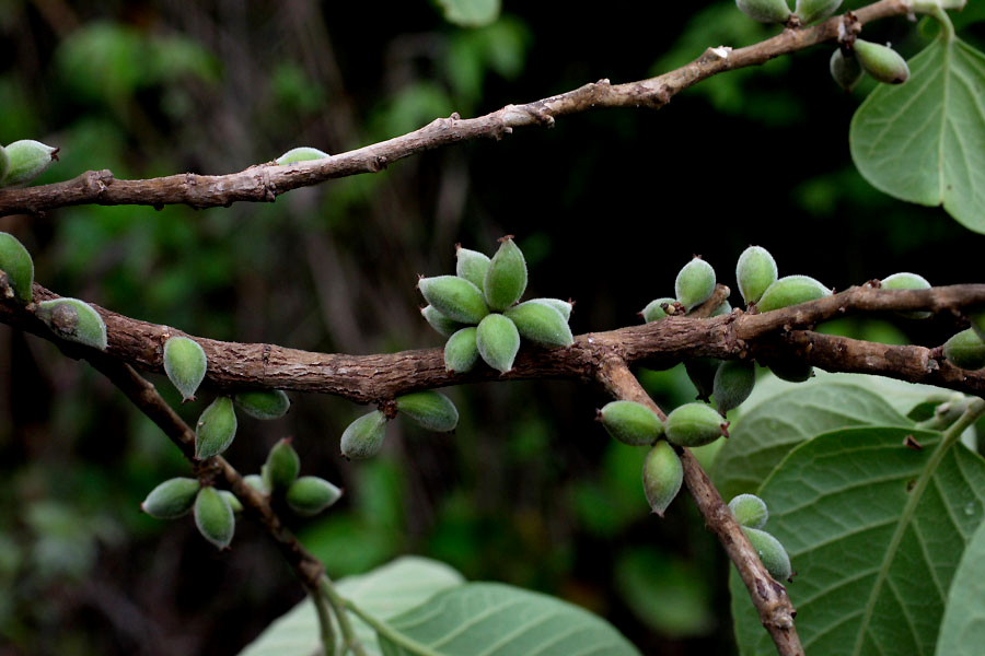 Aporosa villosa